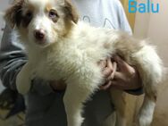 Australian Shepherd Welpen - Hellingen