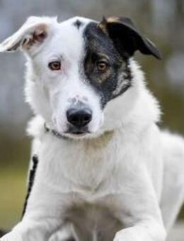 Zarteste Versuchung - Duplo- ❣️ - Sindelfingen