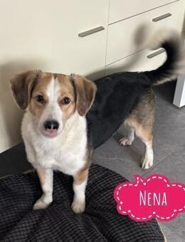 Nena eine besondere Hündin - Flörsheim-Dalsheim