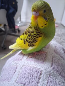 Wellensittich entflogen! - Krefeld