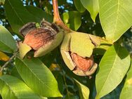 Walnüsse Bio frische Nuss große Nüsse unbehandelt Ernte 2024 - Pfedelbach