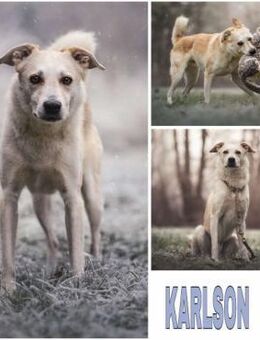 KARLSON -toller, loyaler Begleiter- - Duisburg