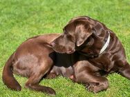 Wurfankündigung Labrador Welpen - Wanna