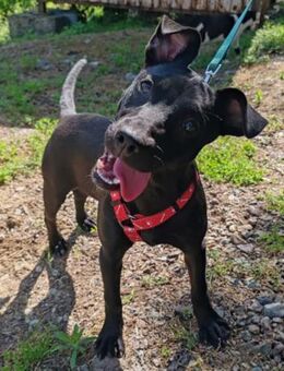 Kleine♥Kascha♥lieb und katzenverträglich - Hamburg