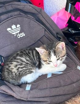 5 süße Katzenbabys - Breitengüßbach