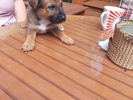 9 Schäferhundmixwelpen suchen bald ein liebevolles Zuhause - Wust-Fischbeck