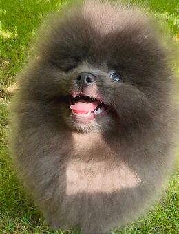 Zwergspitze Pomeranian Welpen mit Stammbaum - Saarlouis Zentrum