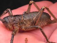 Langfühlerschrecken (Nesoecia sp.) - Poing