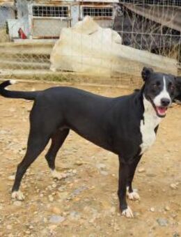 Dina sucht einen treuen Begleiter - Berlin