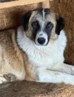 Alina, die Neugierige 🐾 - Elsdorf (Nordrhein-Westfalen)