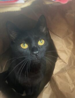 Katze abzugeben - Lüdenscheid Zentrum