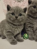 Britische Kurzhaarkätzchen mit Stammbaum in 54608