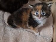 2 Süße Reinrassige Maine Coon Kitten - Nordheim