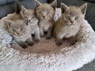 BKH-Kitten mit Stammbaum. Jetzt Schmusetermin vereinbaren - Syke