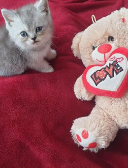 BKH Kitten Katzen Babys - Unna