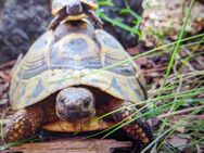 Griechische Landschildkröten NZ aus 2023 - Gladenbach