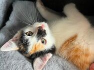 Kitten- Vier liebevolle Katzenkinder (9 Wochen) suchen ein fürsorgliches Zuhause - Oberhausen