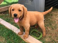 Labradoodle F1 Welpen suchen neues liebevolles Zuhause - Emstek