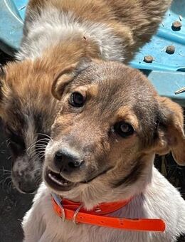 🌿 Süße Junghündin Moni 🐕 - Eislingen (Fils)