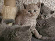 BKH Kitten abzugeben **lilac und blue** - Mühltal