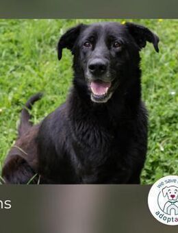 Hans: Neugieriger Rüde liebt Snacks - Kirchzell