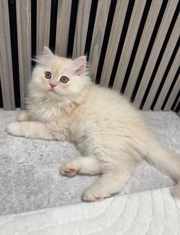 Wunderschöne Perser–Türkisch Angora Mix Kitten suchen ein liebevolles Zuhause - Herne Holthausen