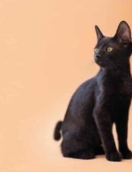 Lakritz, eleganter Jungkater, ca. 6 Mona - Vaterstetten