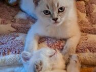 BKH Bluepoint Kitten Abgabe bereit - Sonnenstein