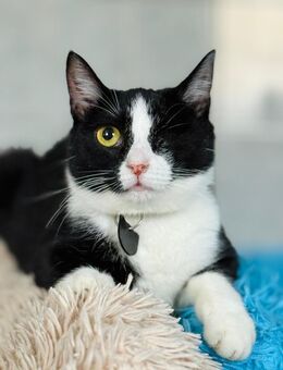 Eika - Einäuglein sucht sicheres Zuhause - Bochum