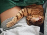Wunderhübsche Bengal Katze Kitten Kater 1,2 Jahre alt - Essen