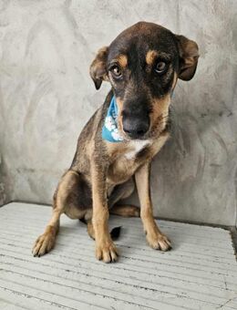 Freundlicher Rüde Wapi - Eichenzell