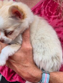 Süße Pomchi Babys ( Pomeranian Zwergspitz x Chihuahua) - Harburg (Schwaben)