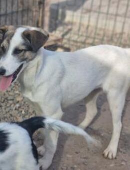 Bibi - kleine Maus! - Schwaig (Nürnberg)