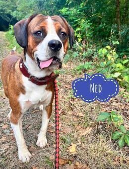 Ned ein Traumhund - Flörsheim-Dalsheim