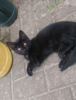Kätzchen / Kitten abzugeben - Blankensee (Landkreis Mecklenburgische Seenplatte)