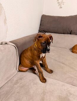 Reinrassige deutsche Boxer Welpen - Hagen (Stadt der FernUniversität) Altenhagen