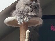 Britische Maincoonmix Katze - Bochum Langendreer