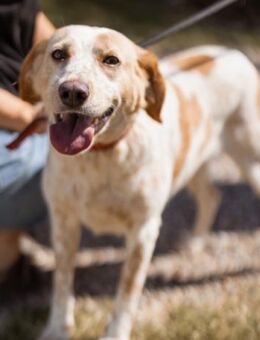 Lucy 💗 liebe + gutmütige Zuckerschnute - Hamburg