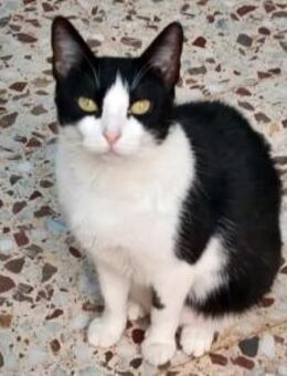 Seda-verspielt, verschmust und schlau - Bad Camberg