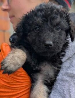 Bohne ♥️ - Kallmünz