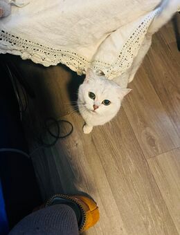 Bkh Katze - Soest Zentrum