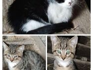 Hübsche junge Katzen suchen ein neues Zuhause - Nabburg