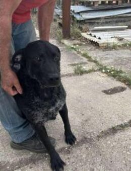 Der liebe Lui ist ein toller Rüde ! - Dortmund