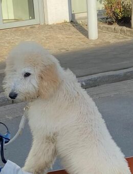 Königspudel 5 Monat alt - Bremen