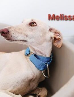 Melissa3- wunderschöne Galga 06/22 DE - Ruppertsecken