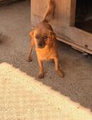 Die kleine Suki sucht ein zu Hause in 54636