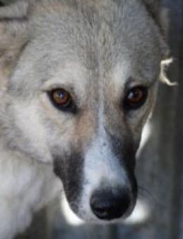 Bly - verspielte Junghündin - Lohra