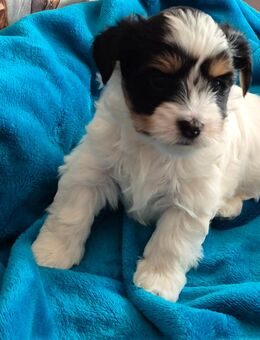 Biewer yorkshire terrier - Medebach (Hansestadt) Zentrum