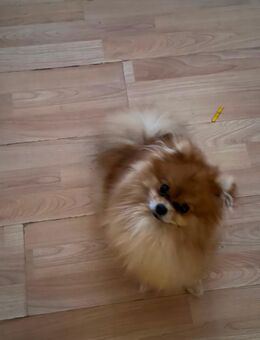 Zwegspitz Nala (W, unkastriett beige 900€) Chili (m, Pomeranian,conjac, unkastriet 1200€) - Berlin