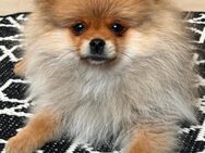 German Pomeranian/Zwergspitz - Hamburg Hamburg-Nord